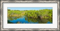 Framed Reflection of trees in a lake, Everglades National Park, Florida