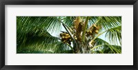 Framed Coconuts on a palm tree, Varadero, Matanzas Province, Cuba
