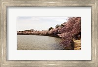 Framed Tidal Basin, Washington DC