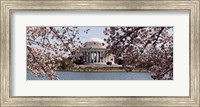 Framed Cherry Blossom trees in the Tidal Basin with the Jefferson Memorial in the background, Washington DC