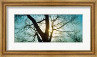 Framed Sunlight shining through a bare tree, Prospect Park, Brooklyn, Manhattan, New York City, New York State, USA