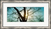 Framed Sunlight shining through a bare tree, Prospect Park, Brooklyn, Manhattan, New York City, New York State, USA