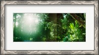 Framed Sunbeams shining through trees in a forest, Parque Lage, Jardim Botanico, Corcovado, Rio de Janeiro, Brazil