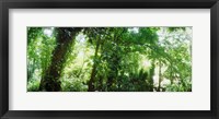 Framed Subtropical forest of Parque Lage, Jardim Botanico, Corcovado, Rio de Janeiro, Brazil