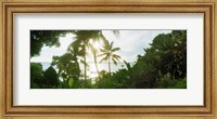 Framed Palm trees in the forest at coast, Morro De Sao Paulo, Tinhare, Cairu, Bahia, Brazil