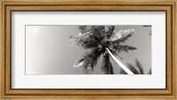 Framed Low angle view of palm trees, Morro De Sao Paulo, Tinhare, Cairu, Bahia, Brazil