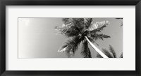 Framed Low angle view of palm trees, Morro De Sao Paulo, Tinhare, Cairu, Bahia, Brazil