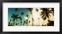 Framed Palm trees along the beach in Morro De Sao Paulo, Tinhare, Cairu, Bahia, Brazil