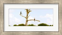 Framed Low angle view of Cormorants (Phalacrocorax carbo) on a tree, Boynton Beach, Florida, USA