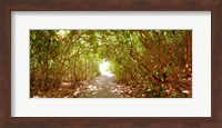 Framed Trees on the entrance of a beach, Delray Beach, Palm Beach County, Florida, USA