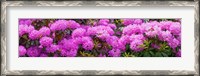 Framed Hydrangeas flowers, Union Township, Union County, New Jersey, USA
