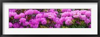 Framed Hydrangeas flowers, Union Township, Union County, New Jersey, USA