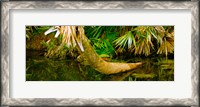 Framed Green Turtle (Chelonia mydas) in a pond, Boynton Beach, Florida, USA