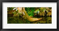 Framed Green Turtle (Chelonia mydas) in a pond, Boynton Beach, Florida, USA