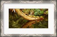 Framed Green Turtles (Chelonia mydas) on a tree overhanging on pond, Boynton Beach, Florida, USA