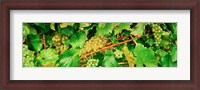 Framed Ripe green grapes on the vine, Quebec, Canada