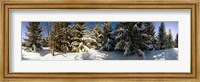 Framed Snow covered pine trees, Quebec, Canada