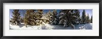 Framed Snow covered pine trees, Quebec, Canada