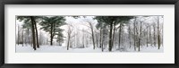 Framed Forest in winter, Quebec, Canada (black and white)