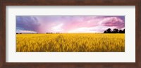 Framed Wheat crop in a field, Saint-Blaise-sur-Richelieu, Quebec, Canada