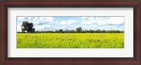 Framed Crop in a field, Saint-Blaise-sur-Richelieu, Quebec, Canada