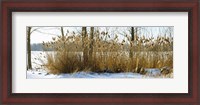 Framed Plants in a snow covered field, Saint-Blaise-sur-Richelieu, Quebec, Canada