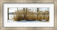Framed Plants in a snow covered field, Saint-Blaise-sur-Richelieu, Quebec, Canada