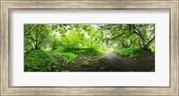 Framed Green forest, Saint-Blaise-sur-Richelieu, Quebec, Canada