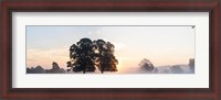 Framed Trees at sunrise, USK Valley, South Wales, Wales
