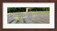 Framed Barn in the lavender field, Luberon, Provence, France
