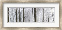 Framed Snow covered trees in a forest, Wotton, Gloucester, Gloucestershire, England