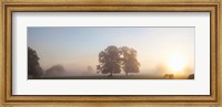 Framed Cattle grazing in field at misty sunrise, USK Valley, South Wales