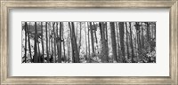 Framed Aspen tree trunks in black and white, Colorado, USA