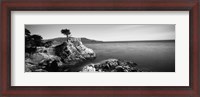 Framed Cypress tree at the coast, The Lone Cypress, 17 mile Drive, Carmel, California (black and white)