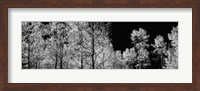 Framed Aspen trees with foliage in black and white, Colorado, USA