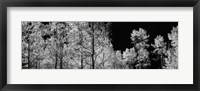 Framed Aspen trees with foliage in black and white, Colorado, USA