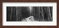 Framed Bamboo forest in black and white, Oheo Gulch, Seven Sacred Pools, Hana, Maui, Hawaii, USA