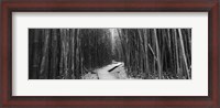 Framed Bamboo forest in black and white, Oheo Gulch, Seven Sacred Pools, Hana, Maui, Hawaii, USA