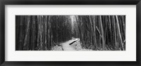 Framed Bamboo forest in black and white, Oheo Gulch, Seven Sacred Pools, Hana, Maui, Hawaii, USA