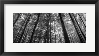 Framed Low angle view of beech trees in Black and White, Germany