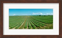 Framed Lavender field just days prior to flowers emerging, Plateau de Valensole, Provence-Alpes-Cote d'Azur, France