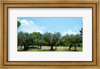 Framed Olive trees in front of the ancient Monastere Saint-Paul-De-Mausole, St.-Remy-De-Provence, Provence-Alpes-Cote d'Azur, France