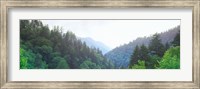 Framed Trees with a mountain range in the background, Great Smoky Mountains National Park, Tennessee, USA