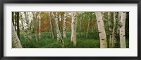 Framed Downy birch trees in a forest, Wild Gardens of Acadia, Acadia National Park, Maine