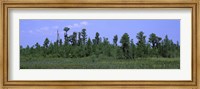 Framed Trees in a field, Suwannee Canal Recreation Area, Okefenokee National Wildlife Refug, Georgia, USA