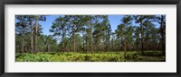 Framed Pine trees in a forest, Suwannee Canal Recreation Area, Okefenokee National Wildlife Refuge, Georgia