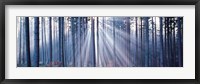 Framed Forest w/ sunrays Landsberg Vicinity Germany