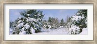 Framed Snow covered pine trees in a forest, New York State, USA