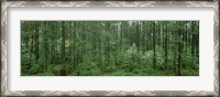 Framed Flowering Dogwood (Cornus florida) trees in a forest, Alaska, USA