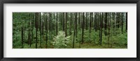 Framed Flowering Dogwood, Alabama